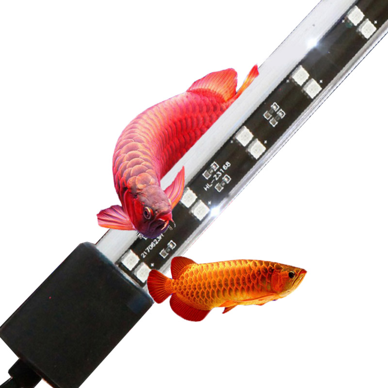 72cm 20 Watt Kırmızı Arowana A - Aquarium Fish Keeping incelemesi ve fiyatı
