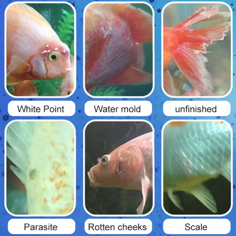 SIKEZHAN Balık Hastalığı Tedav - Aquarium Fish Medicine incelemesi ve fiyatı