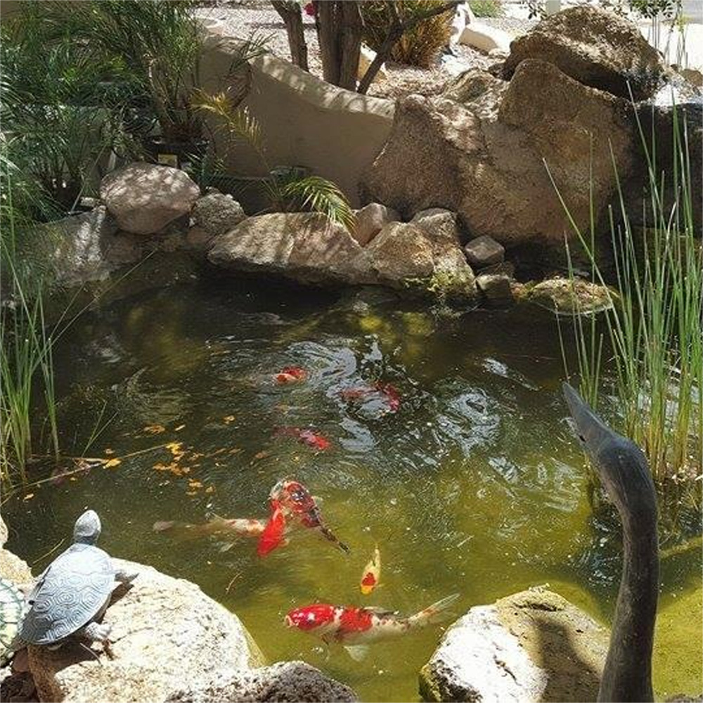 Renk Arttırıcı Japon Balığı Ye - Aquarium Fish Price incelemesi ve fiyatı